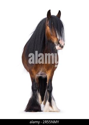 Brown Tinker, auch bekannt als Gypsy Cob Horse, steht vorne. Kopf leicht zur Seite gedreht. Ich schaue in die Kamera. Isoliert auf weißem Hintergrund. Stockfoto