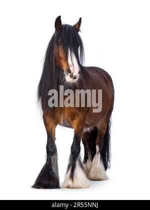 Brown Tinker, auch bekannt als Gypsy Cob Horse, steht vorne. Kopf leicht zur Seite gedreht. Ich schaue in die Kamera. Isoliert auf weißem Hintergrund. Stockfoto