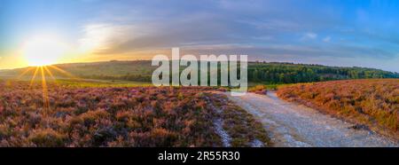 Linwood, Vereinigtes Königreich - August 6 2022: Sonnenaufgang über der Heidekraut des Rockford Common im New Forest National Park, Vereinigtes Königreich Stockfoto