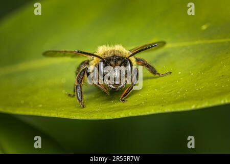 Detaillierte Vorderansicht einer wilden britischen Honigbiene, die auf einem grünen Blatt ruht. Stockfoto