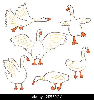 Weiße Gänse in verschiedenen Posen. Wild- oder Hausvögel, Zuchttiere. Geflügel. Farbenfrohe Vektor-isolierte Illustration handgezeichnete Kritzelei Stock Vektor