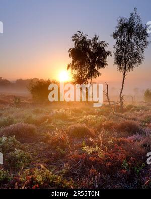 Midhurst, Großbritannien - 26. August 2022: Sunrise on Iping Common, South Downs National Park, West Sussex Stockfoto