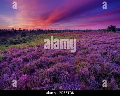 Linwood, Vereinigtes Königreich - August 6 2022: Sonnenaufgang über der Heidekraut des Rockford Common im New Forest National Park, Vereinigtes Königreich Stockfoto