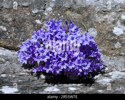 Nahaufnahme von Campanula muralis oder Campanula portenschlagiana in der Bretagne in Frankreich Stockfoto