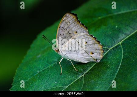 Bereit zum Fliegen, Abflug. Die Grauschweinchen (Junonia-Ateliten) sind eine Art Nymphalid-Schmetterling, die in Südasien zu finden ist. Stockfoto