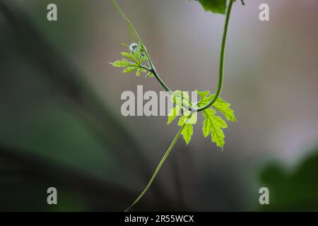 Wunderschöne schleichende Pflanze mit unscharfem Hintergrund für Publikationen, Designs, Poster, Kalender, Post, Bildschirmschoner, Hintergrundbild, Postkarte, Banner, Deckblatt, Web. Stockfoto