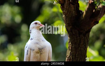 Weiße Taube starrt auf einen natürlichen grünen Hintergrund. Stockfoto