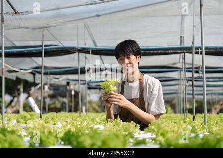 Lächelnder männlicher Gärtner hält im Gewächshausgarten. Junge asiatische Bauern ernten natürliches Bio-Salatgemüse auf hydroponischen Bauernhöfen für Stockfoto