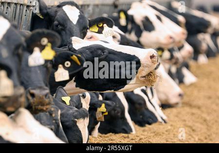 01. Juni 2023, Mecklenburg-Vorpommern, hohe Luckow: Milchkühe an der gut Hohen Luckow Milch GmbH & Co.KG, diesjähriger Gastgeber für Studenten des Paul Friedrich Scheel School Center am „Weltmilchtag“. Niedrigere Milchpreise setzen die Milchbauern in Mecklenburg-Vorpommern derzeit erneut unter Druck. Foto: Bernd Wüstneck/dpa Stockfoto