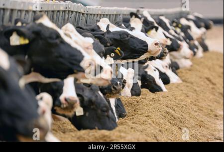 01. Juni 2023, Mecklenburg-Vorpommern, hohe Luckow: Milchkühe an der gut Hohen Luckow Milch GmbH & Co.KG, diesjähriger Gastgeber für Studenten des Paul Friedrich Scheel School Center am „Weltmilchtag“. Niedrigere Milchpreise setzen die Milchbauern in Mecklenburg-Vorpommern derzeit erneut unter Druck. Foto: Bernd Wüstneck/dpa Stockfoto