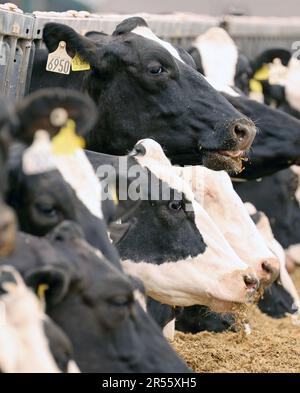 01. Juni 2023, Mecklenburg-Vorpommern, hohe Luckow: Milchkühe an der gut Hohen Luckow Milch GmbH & Co.KG, diesjähriger Gastgeber für Studenten des Paul Friedrich Scheel School Center am „Weltmilchtag“. Niedrigere Milchpreise setzen die Milchbauern in Mecklenburg-Vorpommern derzeit erneut unter Druck. Foto: Bernd Wüstneck/dpa Stockfoto