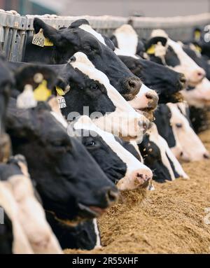 01. Juni 2023, Mecklenburg-Vorpommern, hohe Luckow: Milchkühe an der gut Hohen Luckow Milch GmbH & Co.KG, diesjähriger Gastgeber für Studenten des Paul Friedrich Scheel School Center am „Weltmilchtag“. Niedrigere Milchpreise setzen die Milchbauern in Mecklenburg-Vorpommern derzeit erneut unter Druck. Foto: Bernd Wüstneck/dpa Stockfoto