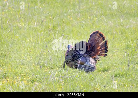 Der östliche männliche Wilde Truthahn tom (Meleagris gallopavo) in voller Darbietung, der durch eine grasbedeckte Wiese in Kanada spaziert Stockfoto