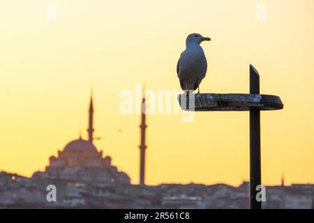 Nahaufnahme der Möwe, die auf der Stange steht, mit isolierter Moschee und goldenem Hintergrund. Selektivfokus der Möwe. Stockfoto