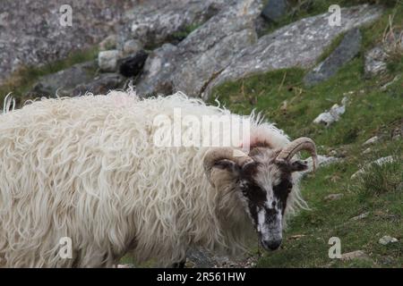 Schafe, die in den Hebriden frei herumlaufen Stockfoto