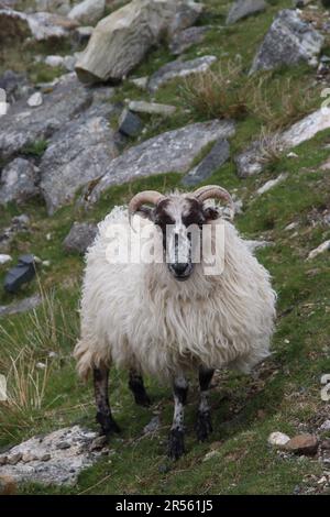 Schafe, die in den Hebriden frei herumlaufen Stockfoto
