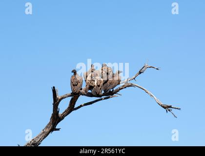 Cape Vultures (Zigeuner Koprotheres) auf Zweig, Tageslicht, blauer Himmel, Chobe-Nationalpark, Botsuana. Gefährdete Arten. Stockfoto
