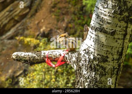 Sibirischer Streifenhörnchen (Eutamias sibiricus) in Arshan, Buryatien, Russland Stockfoto