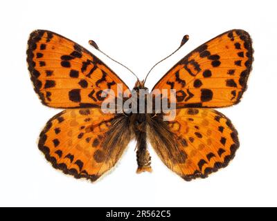 Männlicher gefleckter Fritillar- oder Rotbanderschmetterling (Melitaea didyma), isoliert auf weißem Hintergrund Stockfoto