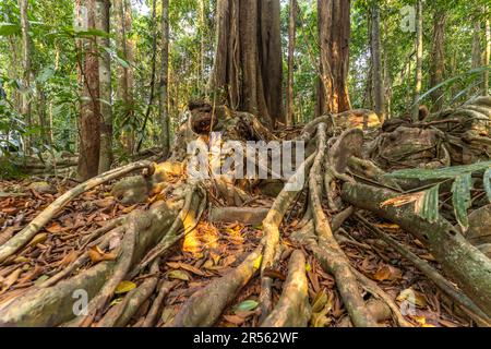 Alter Urwaldriese Makayuk - der alte Baum im Dschungel der Insel Ko Kut oder Koh Kood im Golf von Thailand, Asien | der alte Riesenbaum Makayuk - der Alte Stockfoto