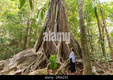 Touristin bestaunt den Urwaldriese Makayuk - der alte Baum im Dschungel der Insel Ko Kut oder Koh Kood im Golf von Thailand, Asien | weibliche Touristen Stockfoto