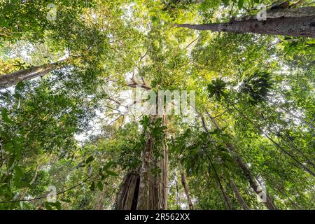 Alter Urwaldriese Makayuk - der alte Baum im Dschungel der Insel Ko Kut oder Koh Kood im Golf von Thailand, Asien | der alte Riesenbaum Makayuk - der Alte Stockfoto