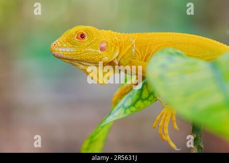 Nahaufnahme eines Albino-Leguans auf einem Ast, Indonesien Stockfoto