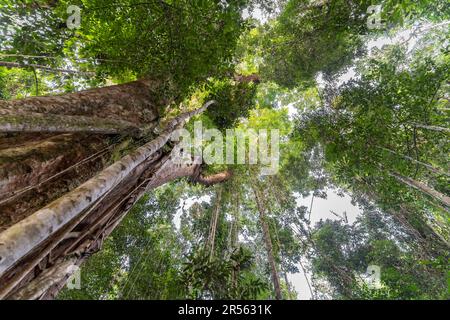 Alter Urwaldriese Makayuk - der alte Baum im Dschungel der Insel Ko Kut oder Koh Kood im Golf von Thailand, Asien | der alte Riesenbaum Makayuk - der Alte Stockfoto