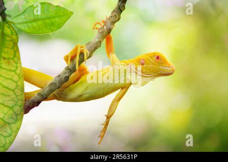 Nahaufnahme eines Albino-Leguans, der an einem Ast in Indonesien hängt Stockfoto