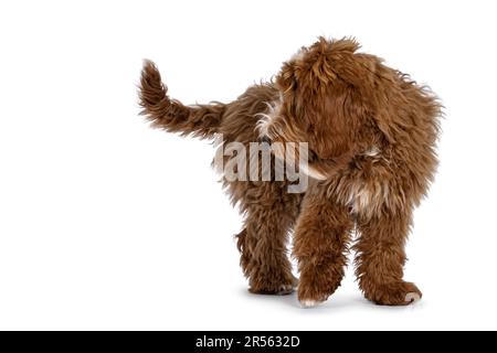 Süßes Rot mit weißen Flecken, Labradoodle-Hund, Seitenwege stehen. Ich schaue zur Seite und sehe keine Augen. Isoliert auf weißem Hintergrund. Stockfoto