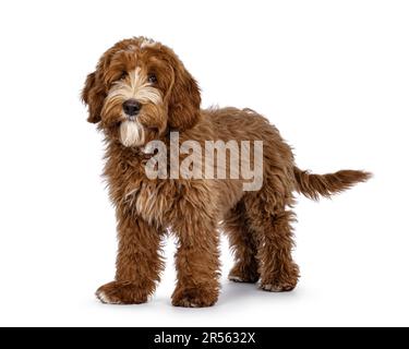Süßes Rot mit weißen Flecken, Labradoodle-Hund, Seitenwege stehen. Ich schaue direkt in die Kamera. Isoliert auf weißem Hintergrund. Stockfoto