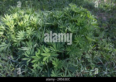 Foto viele Lupinus polyphylus grün wächst in den Wäldern der Wiese Stockfoto