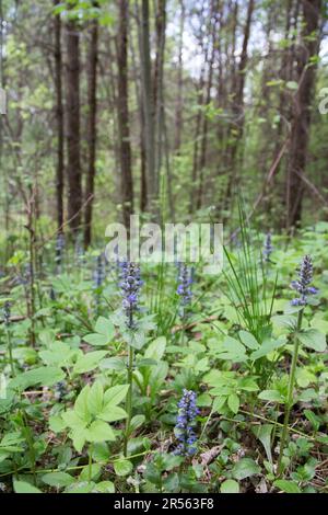 Violette Blütenblüten, ajuga-Reptans im Wald Stockfoto