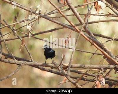 Nahaufnahme eines wunderschönen indischen schwarzen Drongo-Vogels, der auf einem elektrischen Kabel mit blauem Himmel sitzt. Stockfoto