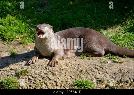 Glatt beschichtete Otter (Lutrogale perspicillata), die mit offenem Mund und deutlich sichtbaren Zähnen auf dem Boden liegen Stockfoto