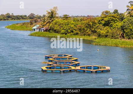 Blick auf den Shire River von der Bakili Muluzi Bridge in Mangochi, Malawi. Die Aufzucht von Teichen für Cichlids im Shire River in Mangochi ist ein Projekt des Ministeriums für Naturressourcen, Malawi. Die Bevölkerung des Chambo-Sees nimmt im Malawi-See stark ab Stockfoto