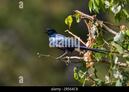 Ein Meves-Sturmvogel (Lamprotornis mevesii) ruft mit geöffnetem Schnabel, während er auf einem Ast im Liwonde-Nationalpark, Malawi, sitzt, wobei sein schillerndes blau-violettes Gefieder das Sonnenlicht einfängt. Stockfoto
