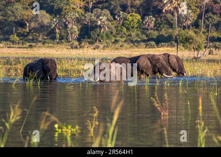 Abendliche Atmosphäre mit Elefanten am Shire River. Liwonde-Nationalpark, Malawi Stockfoto