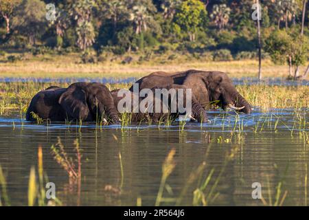 Abendliche Atmosphäre mit Elefanten am Shire River. Liwonde-Nationalpark, Malawi Stockfoto
