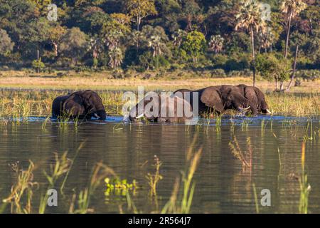 Abendliche Atmosphäre mit Elefanten auf dem Shire River. Elefanten baden im Shire River, Liwonde National Park, Malawi Stockfoto