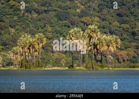 Abendliche Atmosphäre am Shire River. Liwonde-Nationalpark, Malawi Stockfoto