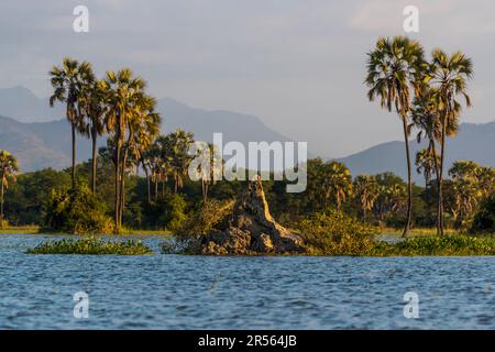 Abendliche Atmosphäre auf dem Shire River. Liwonde National Park, Malawi. Palmen in der Überschwemmungsebene am Ufer des Shire River und die Shire Highlands im Hintergrund schaffen eine sehr schöne Landschaft Stockfoto