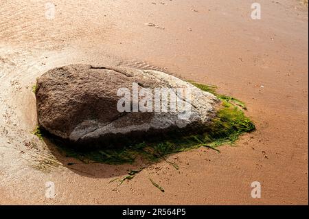 Steine mit Algen bedeckt am Sandstrand des Meeres in der hellen Sonne. Stockfoto