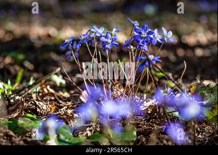 Anemonoides blanda, syn. Anemone blanda, die Balkan-Anemone, Windblume, Nahaufnahme, selektiver Fokus Stockfoto