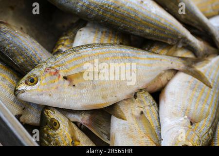 Salema porgy (Sarpa Salpa) zum Verkauf auf einem griechischen Fischmarkt, Arten von Seebrassen, auch Traumfisch oder goldline genannt, ausgewählter Fokus, enge Tiefe von Fi Stockfoto
