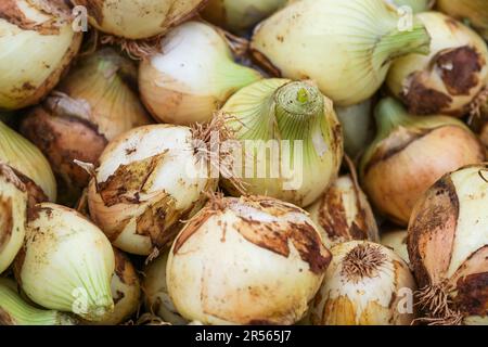 Zwiebelhaufen zum Verkauf auf dem Markt, geerntet von einem Bio-Bauernhof, Vollformat, Kopierraum, ausgewählter Fokus, geringe Feldtiefe Stockfoto