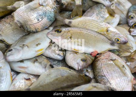 Frische Goldbrasse (Sparus aurata) zum Verkauf auf einem griechischen Fischmarkt auf dem Stand eines Fischers, Vollformathintergrund, Kopierraum, ausgewählter Fokus Stockfoto