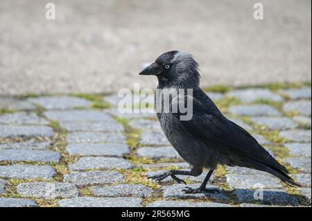 Westliche Jackdaw (Coloeus Monedula) auf einem kopfsteingepflasterten Pflaster, Passerinvogel in der Krähenfamilie, erkennbar an dem schwarz-grauen Gefieder und li Stockfoto