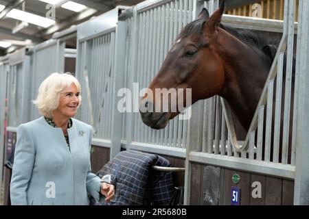 Königin Camilla trifft das ehemalige Rennpferd Percy Toplis bei einem Besuch der British Racing School in Newmarket, Suffolk, zum 40. Jahrestag. In den letzten vier Jahrzehnten hat es Tausende von Menschen ausgebildet und sie mit den Fähigkeiten ausgestattet, um in Großbritanniens zweitgrößtem Zuschauersport, dem Pferderennen, hervorzuheben. Foto: Donnerstag, 1. Juni 2023. Stockfoto