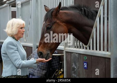 Königin Camilla trifft das ehemalige Rennpferd Percy Toplis bei einem Besuch der British Racing School in Newmarket, Suffolk, zum 40. Jahrestag. In den letzten vier Jahrzehnten hat es Tausende von Menschen ausgebildet und sie mit den Fähigkeiten ausgestattet, um in Großbritanniens zweitgrößtem Zuschauersport, dem Pferderennen, hervorzuheben. Foto: Donnerstag, 1. Juni 2023. Stockfoto